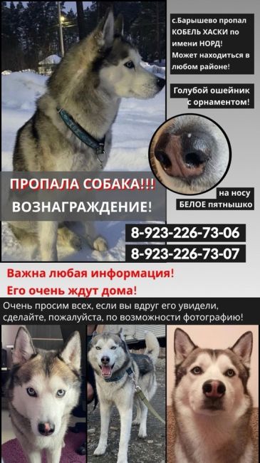 ПРОПАЛА СОБАКА 🐕  ВОЗНАГРАЖДЕНИЕ 40 000₽  ❗️Уже больше года разыскивается КОБЕЛЬ ХАСКИ НОРД ❗️
📣Просим..