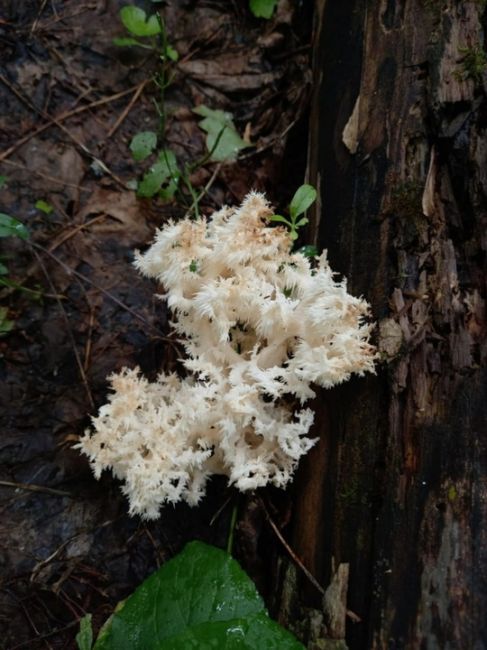 В Башкирии расцвел удивительный гриб-коралл 
В национальном парке «Башкирия» расцвел гриб Ежовик..