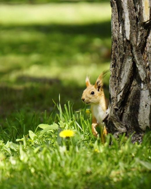 Просто посмотрите, какие прекрасные пушистики 🐿
в Чистяковской роще!  фото..