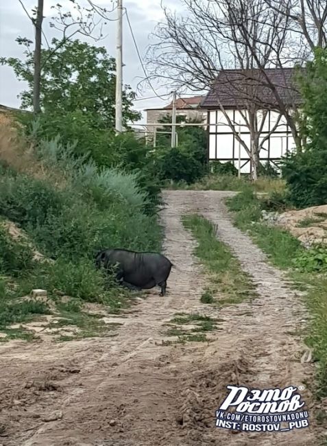 🐽Хрюндель рузгуливает по частному сектору на Вертолётном поле на ул...