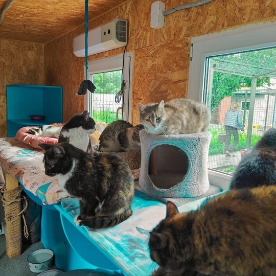 💪🔥 Житель Челябинска оказал поддержку приюту для животных  Приют «Кошкин дом» обеспечивает животных..
