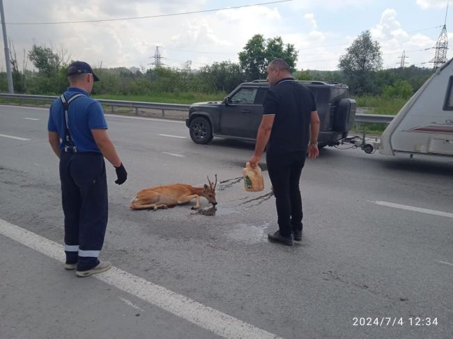 Вчера в Новосибирске на улице Станционной автомобилист сбил косулю  Сотрудники Минприроды региона..