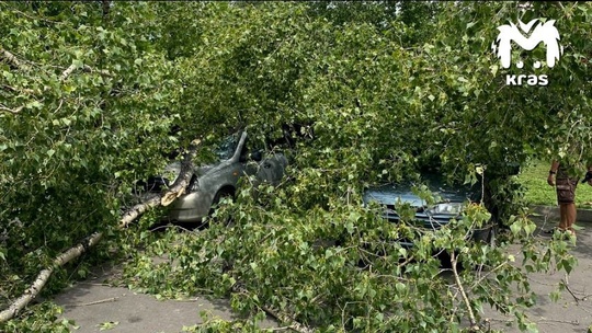 Тополь рухнул на "Калину" на парковке острова Татышев, но администрация не хочет брать на себя..