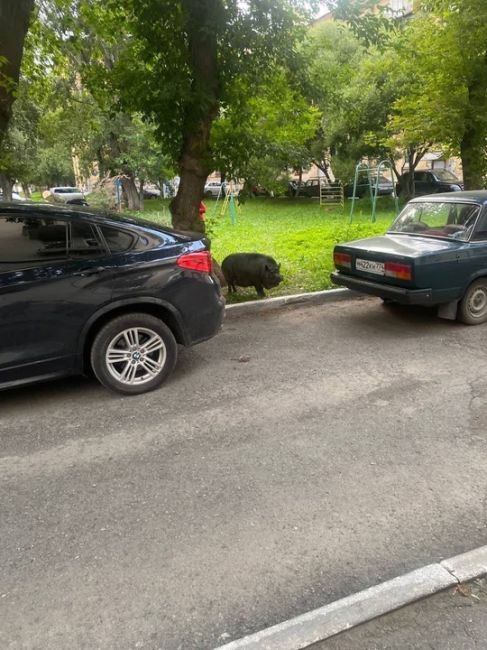 🐖 На ЧТЗ заметили хрюшку, разгуливающую по..