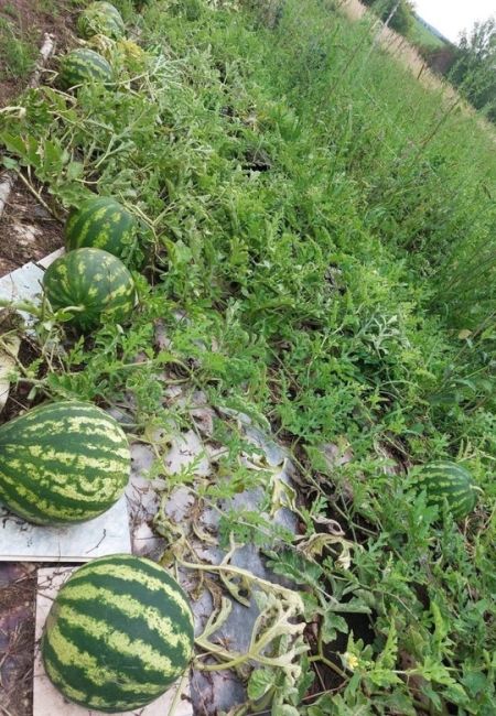 🗣️ Августовский урожай арбузов от нижегородских..