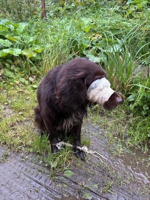 🥺 Жители Златоуста спасли собаку от жестокой участи  В Златоусте неравнодушные жители нашли собаку с..