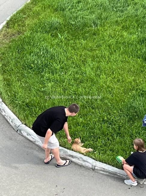 😥 В микрорайоне Парковый бойцовская собака загрызла кота  «В Парковом 2 уже давно живёт пожилая женщина с..