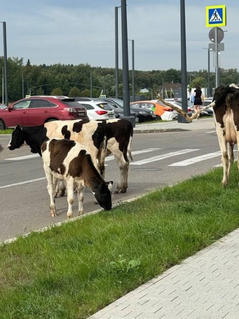 🐄Все мы знакомы с козами из Бутова, а как насчет коров из ЖК "Середневский лес" в Новой..