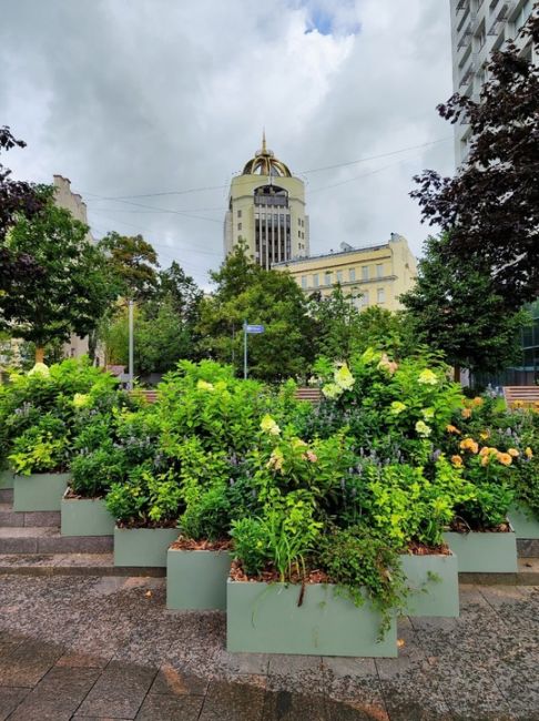 Цветочные композиции на Новом Арбате 🌸  Фото: Елена..