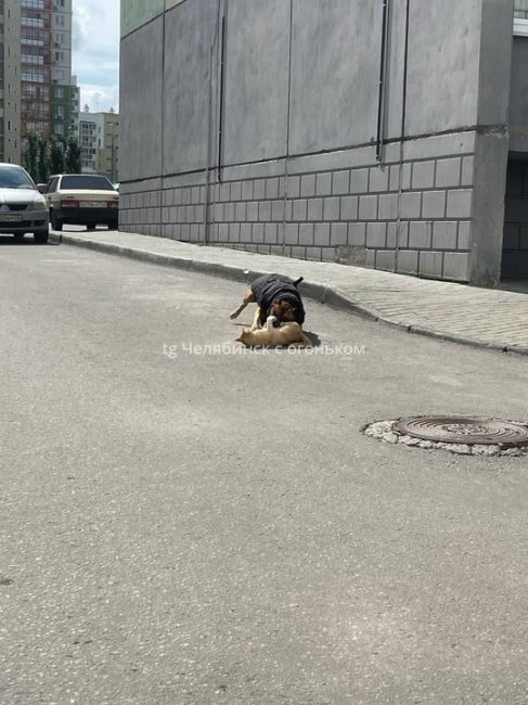 😥 В микрорайоне Парковый бойцовская собака загрызла кота  «В Парковом 2 уже давно живёт пожилая женщина с..