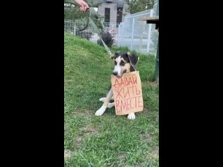 😥«Она буквально плакала»: на ж/д вокзале Уфы собака больше недели прождала хозяина, который бросил ее 
..