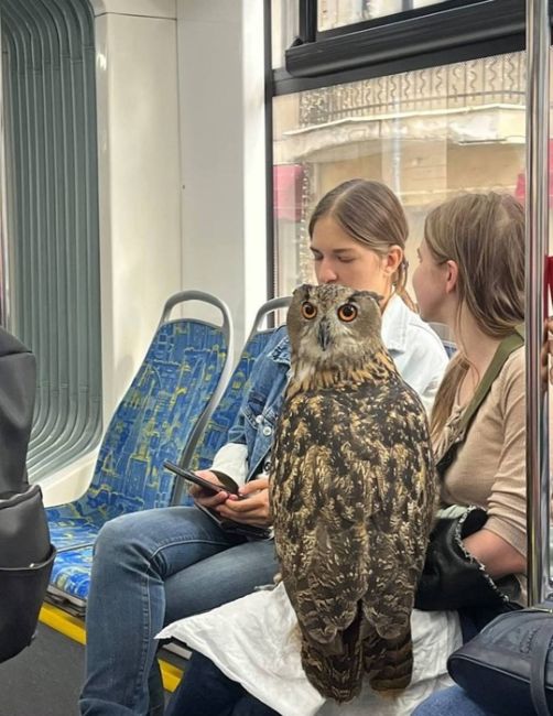 🦉Похоже, с Павелецкой можно уехать в..