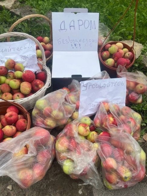 В Ленобласти заметили бесплатную раздачу яблок.  А вы тоже, когда видите халяву, подсознательно начинаете..