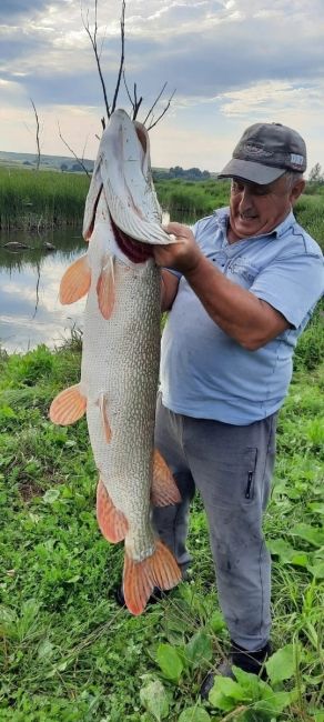 🐟 Не опять, а снова! Житель Башкирии поймал огромную рыбу  На этот раз удача улыбнулась Юрию Попову из..