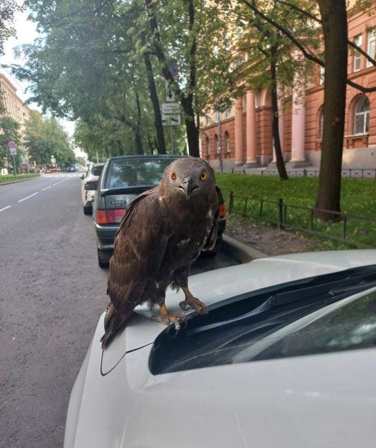 Петербургскому автолюбителю на капот села хищная птица — краснокнижный осоед.  В августе у этих пернатых,..