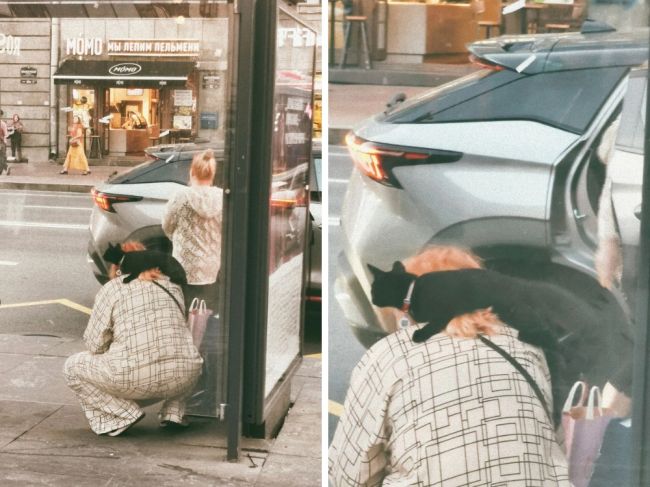 В Петербурге кошка — не просто домашний питомец. Здесь она может быть спутницей для прогулок по городу,..