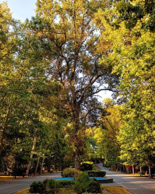 Городской сад 🥰 доброго утра,..