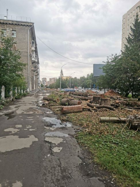 В Дзержинском районе рабочие срубили деревья, все оставили и ушли.  Новосибирск с..