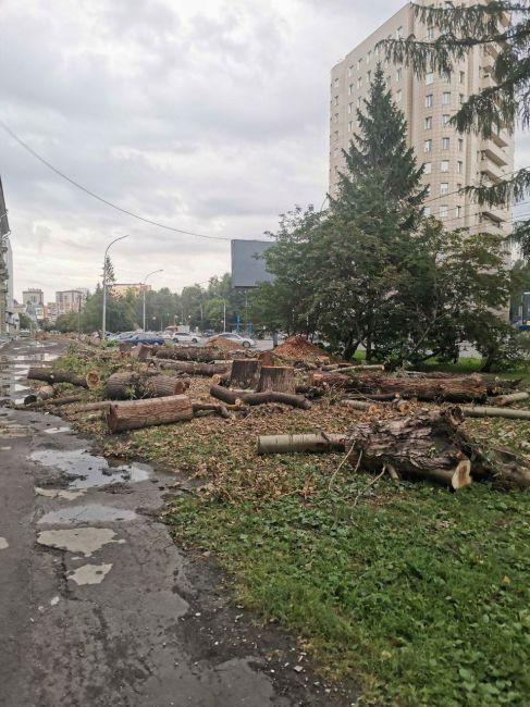 В Дзержинском районе рабочие срубили деревья, все оставили и ушли.  Новосибирск с..