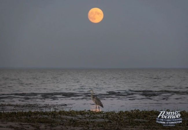 🌔Луна и цапля. Таганрогский..