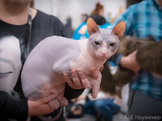 Уникальное событие в Москве! «Юбилейное Шоу Кошек»! Приходите 07-08 сентября 2024г. в Торговый Центр «РМ», рядом с..