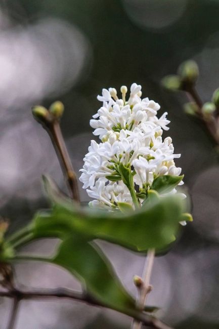 🗣Сентябрь решил, что он весна — на улице Студëная расцвела сирень. 🌸 
Фото: Ирина..