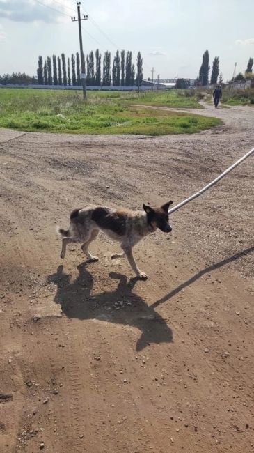 🐶В Уфе собаку месяц не могли достать из ямы 
В Алексеевке собака месяц провела в заброшенном погребе..