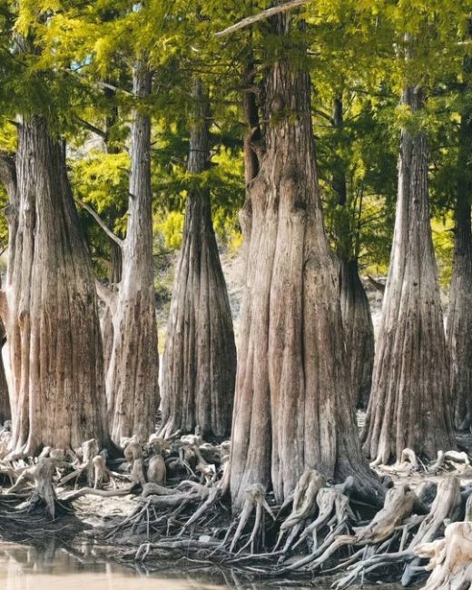 Сентябрь на Кипарисовом озере 🌳  Фото..