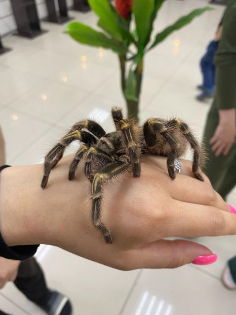 Внимание! Эксклюзивная выставка живых пауков и скорпионов уже в вашем городе!  Цена билета на эту..