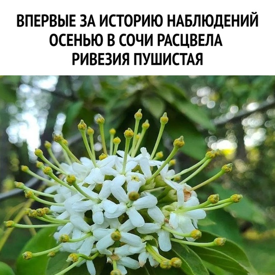 Впервые за историю наблюдений осенью в Сочи расцвела ривезия пушистая.  6 июня наблюдалось основное цветение..