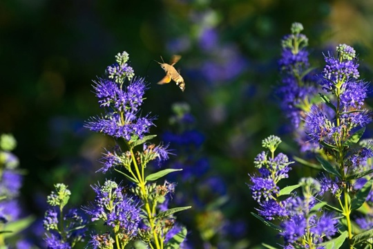 Моменты жизни и взаимоотношений растений и насекомых🦋  Кариоптерисс и бражник 💚  ..