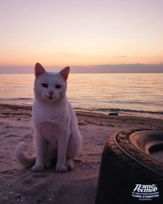 🐈 Амбассадор Таганрогского залива. Очень скромный пушистик. Спросили имя, мимоходом бросил "мяв", мол, не..