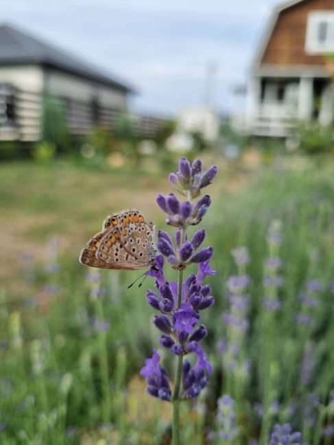 Бабочки в станице Васюринская 🦋  Фото от..