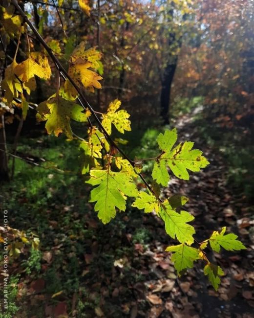 🍂Совсем..