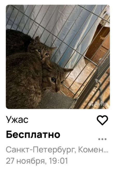 Считается, что петербуржцы очень любят кошек, но в этом случае, видимо, что-то пошло не так. Столько вопросов и..