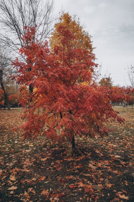 Уютная ростовская осень 🍂🍁  Фото: Артём..