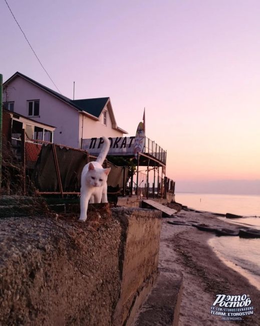 🐈 Амбассадор Таганрогского залива. Очень скромный пушистик. Спросили имя, мимоходом бросил "мяв", мол, не..