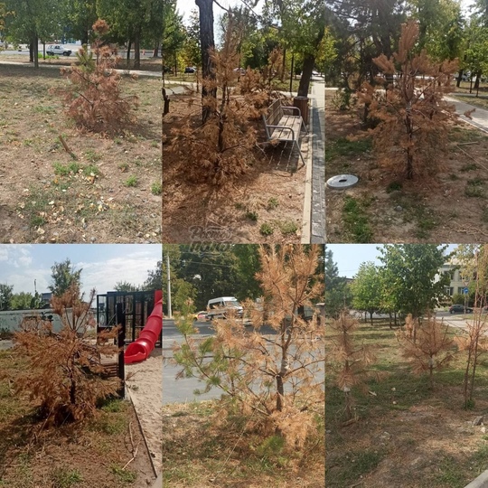 В сквере Комсомольском, расположенном на улице Малиновского, были срублены цветущие деревья. На их месте..