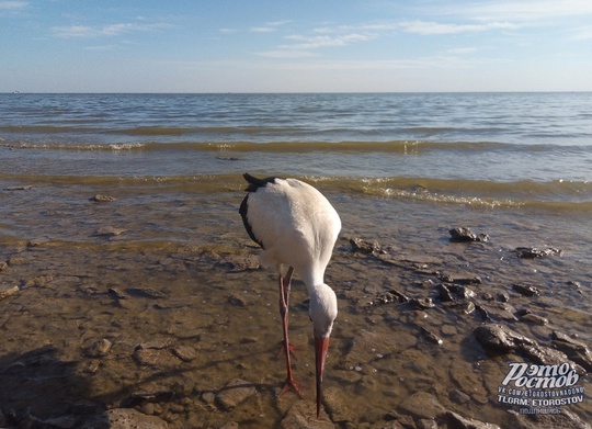 🕊 Аист прилетел в Таганрог и не хочет улетать. Видимо, по пути в теплые края он решил немного отдохнуть и как..