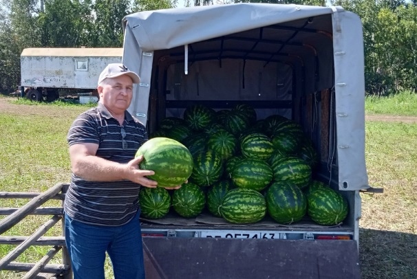 В Самарской области вырастили гигантские арбузы  Особый микроклимат в Борском районе позволяет ставить..