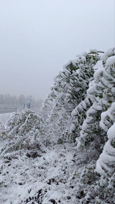 Первый  снег  уже  выпал  на  юге  Красноярского  края!  ❄️  Природный  парк  Ергаки  и  трасса  Р-257  уже  засыпаны..