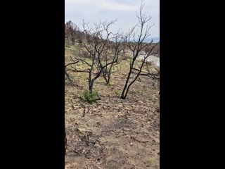 🌋Ужасающие кадры по дороге на малый Утриш, где этим летом несколько дней был сильнейший пожар,- на..