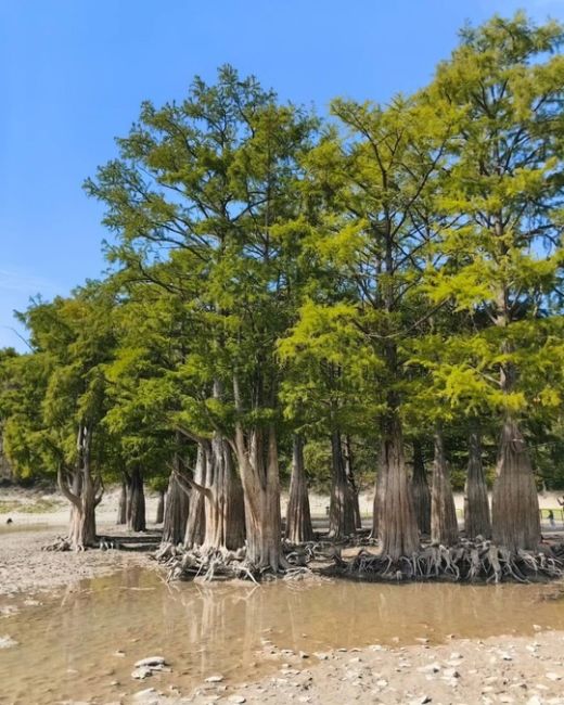 Сентябрь на Кипарисовом озере 🌳  Фото..