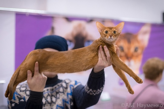 Уникальное событие в Москве! «Юбилейное Шоу Кошек»! Приходите 07-08 сентября 2024г. в Торговый Центр «РМ», рядом с..