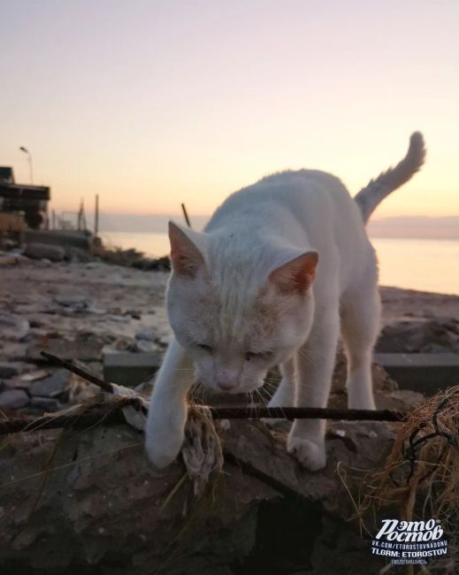 🐈 Амбассадор Таганрогского залива. Очень скромный пушистик. Спросили имя, мимоходом бросил "мяв", мол, не..