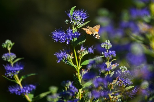 Моменты жизни и взаимоотношений растений и насекомых🦋  Кариоптерисс и бражник 💚  ..