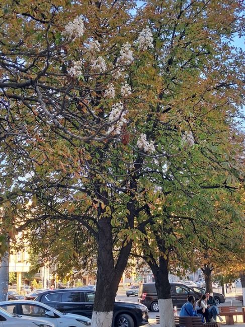 🍂 Осень в Ростове. За фотографии спасибо нашим..