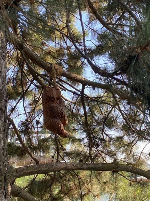 На набережной поселились мишки 😍🐻  За фото спасибо нашей..