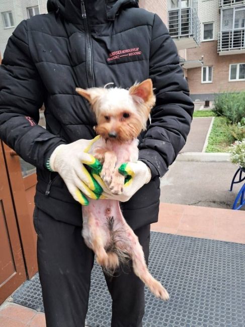 Йоркширский терьер найден в мусоропроводе на Норильской! 🐶  Вчера  в  мусоропроводе  3-го  подъезда  дома  8б ..