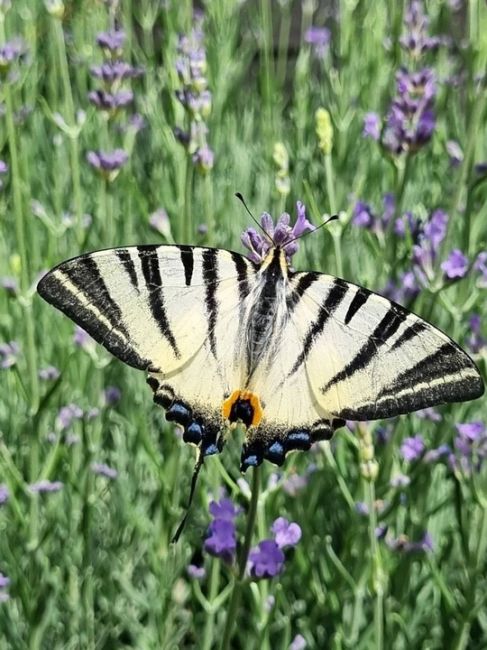 Бабочки в станице Васюринская 🦋  Фото от..